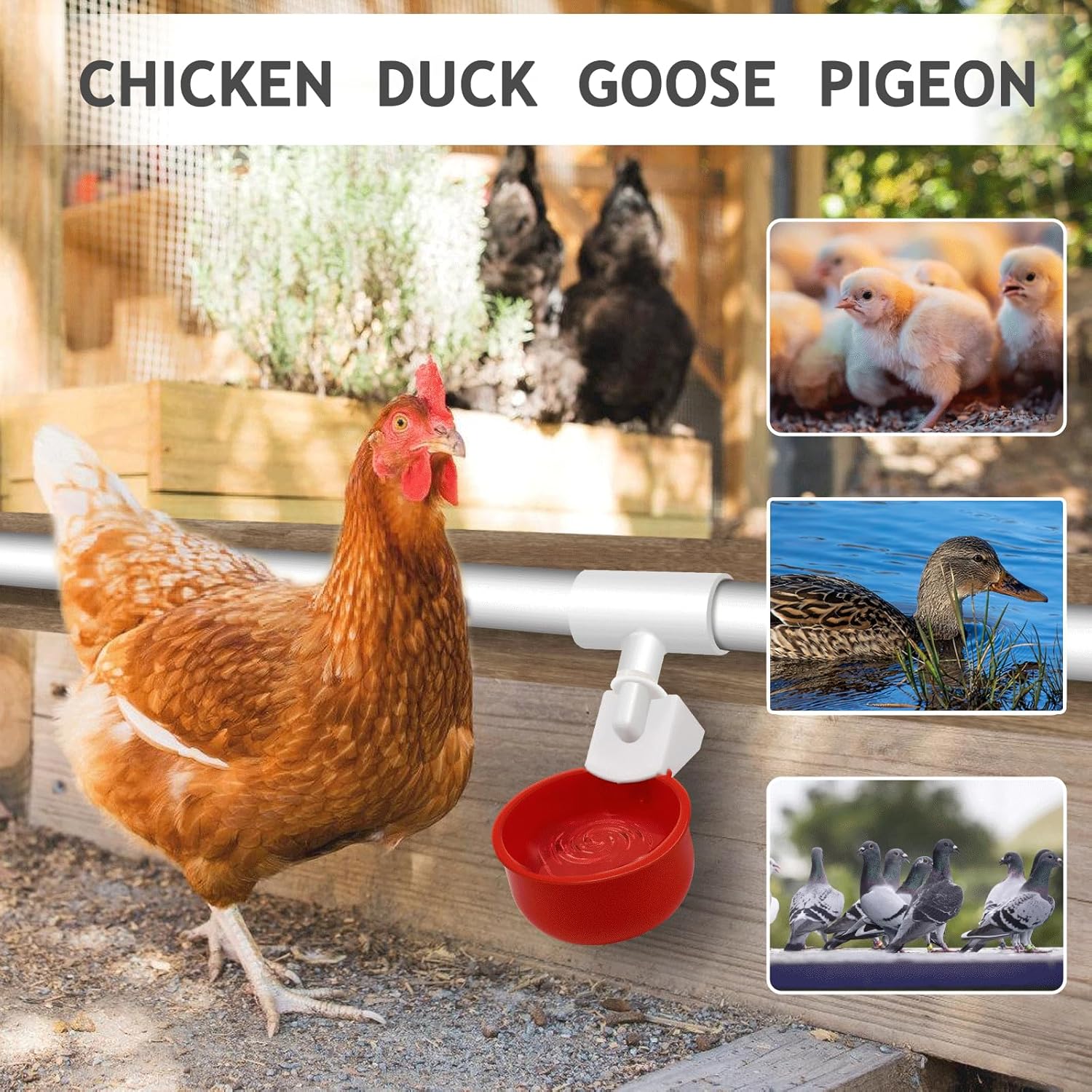 Vasos para bebederos de pollo, 4 paquetes  Tazas de riego para aves de corral con accesorios en T de 12 pulgada, tuerca, cinta de teflón  Sensor de