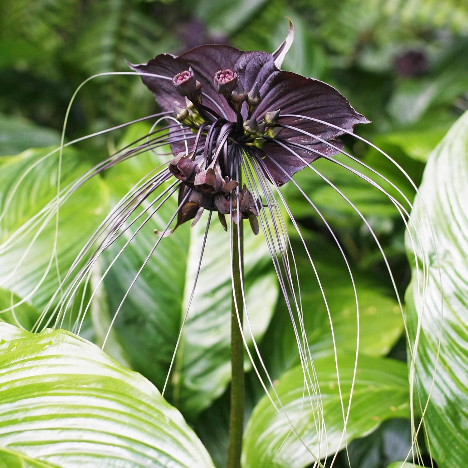 CHUXAY GARDEN Semilla de murciélago negro, 5 semillas, flor del diablo, planta ornamental, atrae mariposas y abejas, encanto exótico, extremadamente
