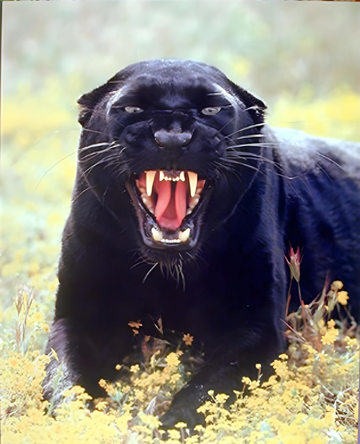 Póster artístico para decoración de pared, diseño de animales salvajes, pantera negra (leopardo) (16 x 20 pulgadas)