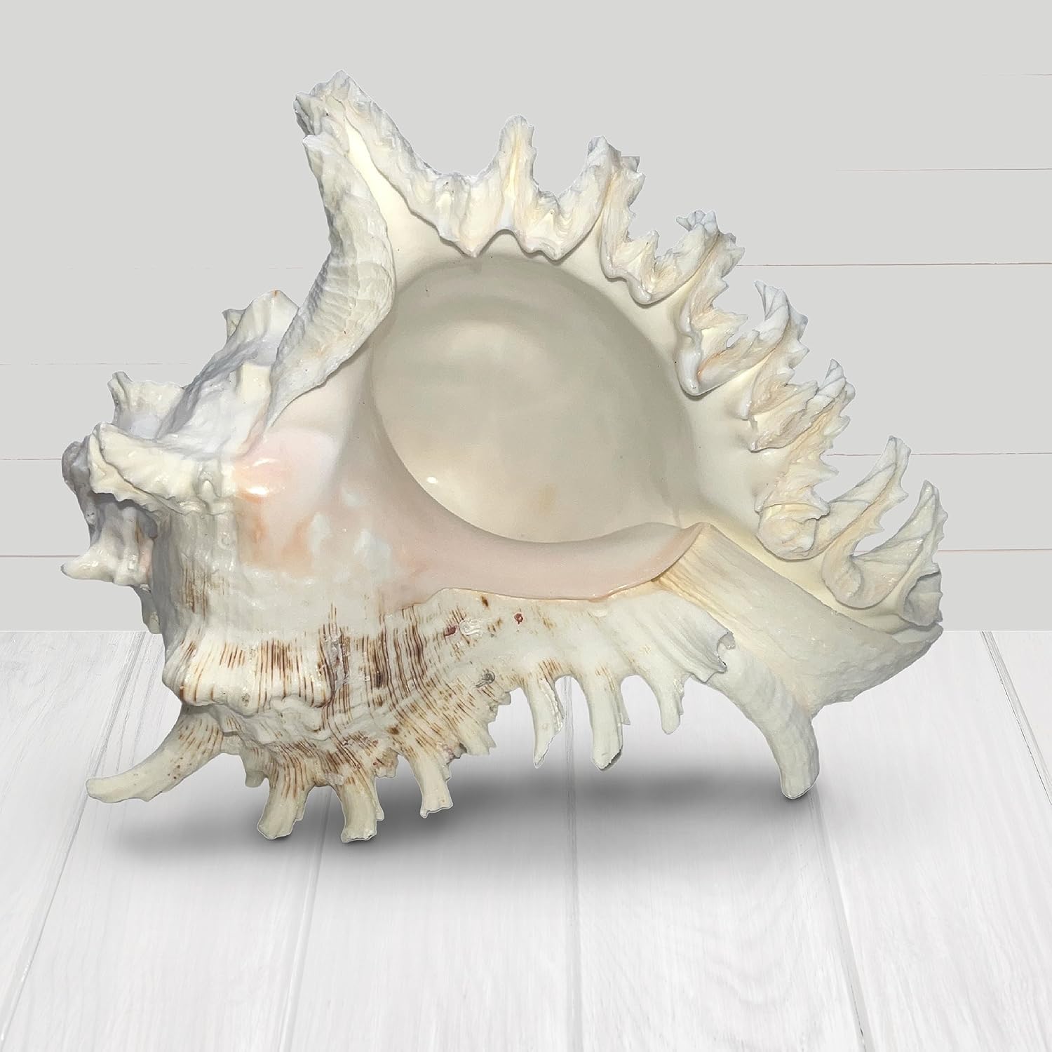 Murex Shell, conchas marinas para decoración, conchas marinas grandes, conchas grandes reales para decoración de habitaciones playeras, soportes