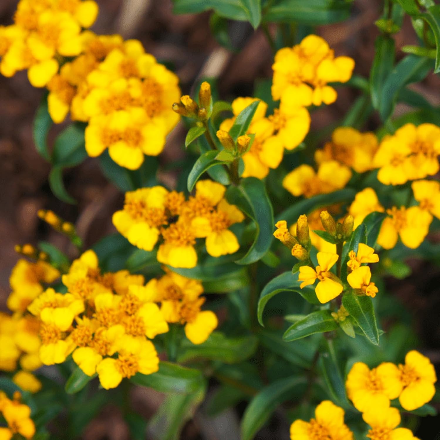 CHUXAY GARDEN Semillas de caléndula de menta mexicana 30 semillas encantadoras flores amarillas estragón mexicano condimento comestible plantas
