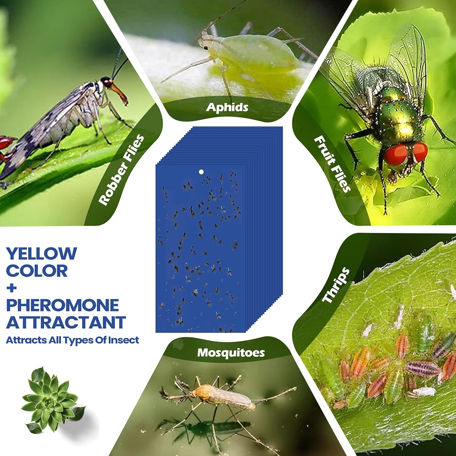 100 trampas adhesivas de doble cara para plantas voladoras insectos como moscas blancas, pulgones de 7.87 x 3.9 pulgadas, trampas adhesivas para