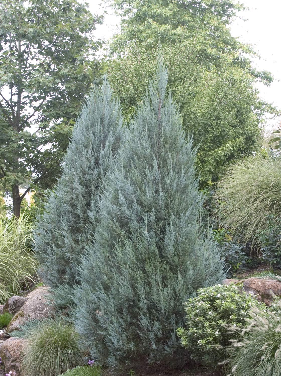 Enebro Moonglow – 3 árboles vivos – Juniperus Scopulorum