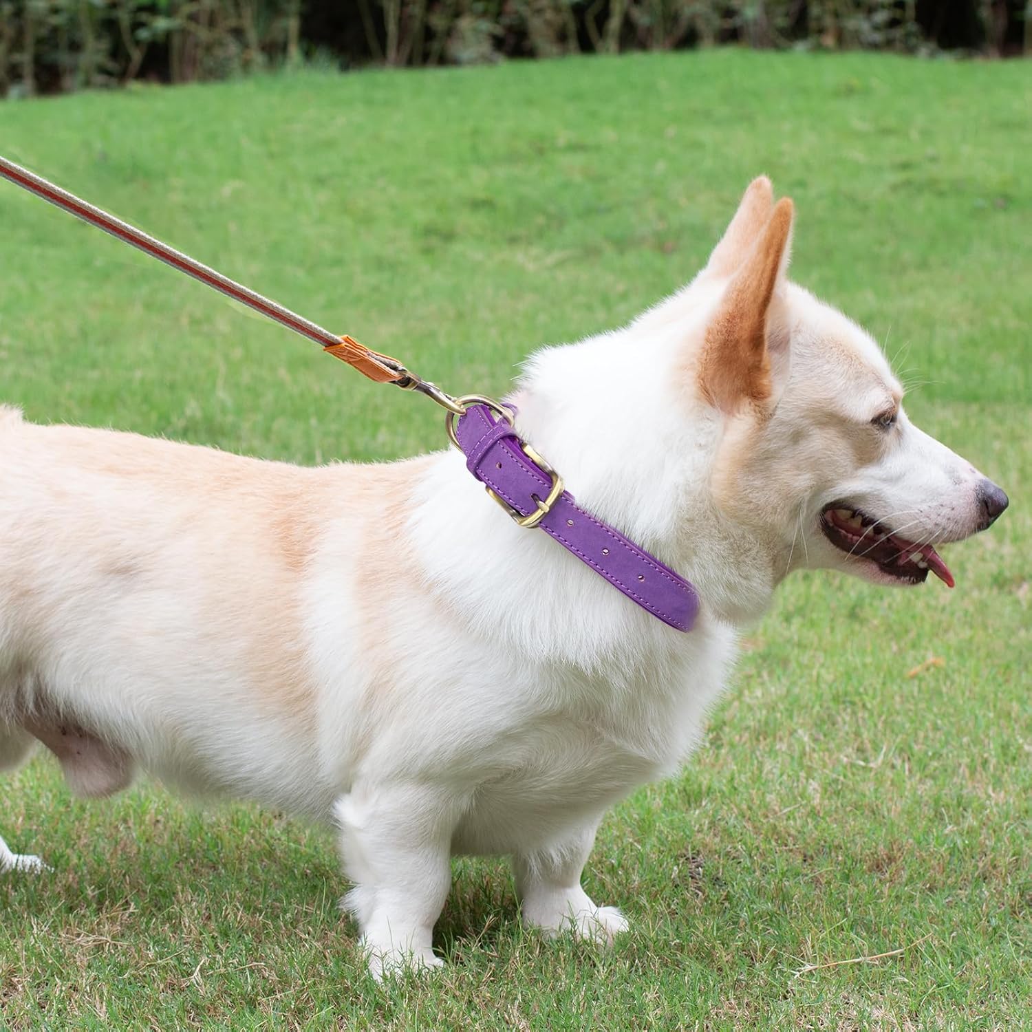 SUFEI Collar de cuero suave acolchado para perro, transpirable, ajustable, impermeable, collar táctico para mascotas con hebilla de metal duradera