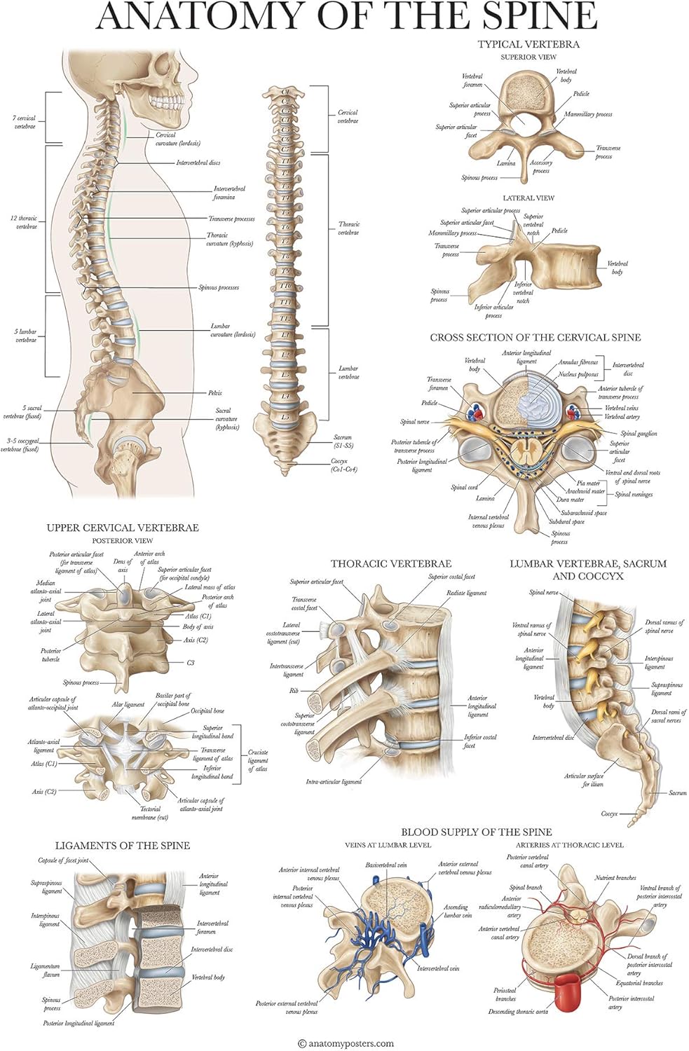 Palace Learning Paquete de 2 Anatomía del sistema esquelético + Anatomía de la columna vertebral – Juego de 2 tablas anatómicas – Laminado – 18 x 24