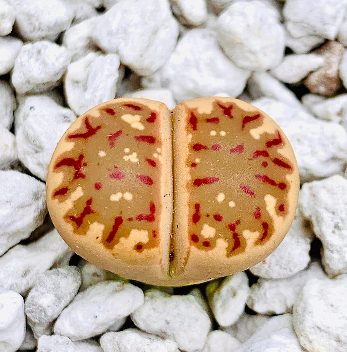 Paquete de 3 plantas vivas de piedra viva exótica de Lithops Dorotheae Mix (mediano)