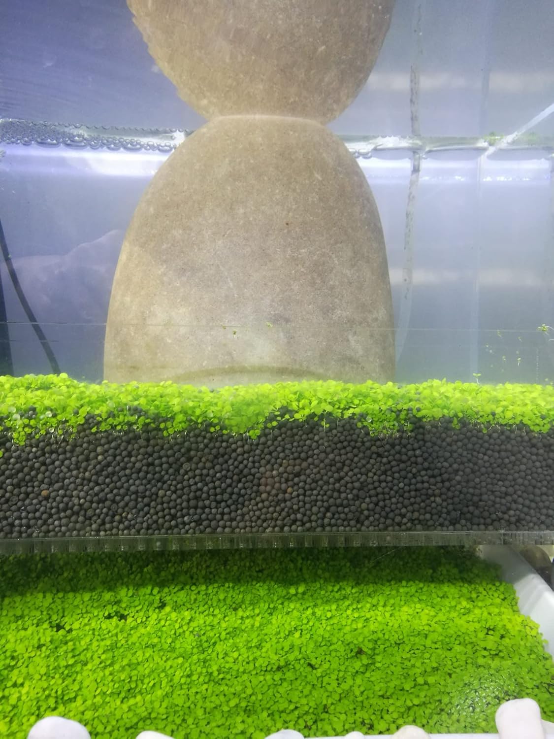 Planta de acuario viva, hierba de agua con semillas, 1 onza de agua dulce acuática, mini hoja de perla pequeña para pecera, terrario, alfombra enana