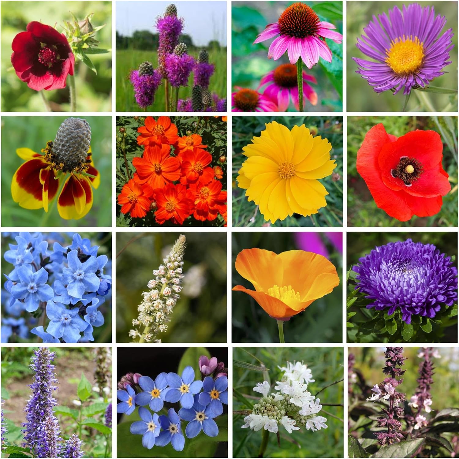Bulk Regional Wildflower Seed Tub – Semillas de flores silvestres del noreste orgánicas, sin OMG, 100% semillas puras, 21 variedades de semillas,