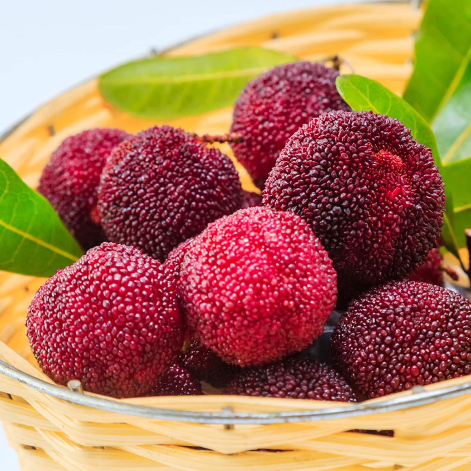 QAUZUY GARDEN 15 semillas de Myrica Rubra (bayberry rojo) de primera calidad, semillas de frutas tradicionales sin OMG para plantar jardín al aire