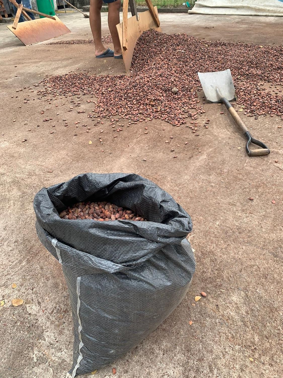 Granos de cacao crudos ecuatorianos orgánicos hechos en Balzar Ecuador (1 onza)