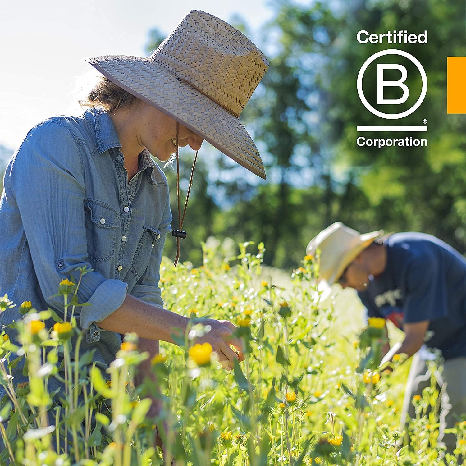 Herb Pharm Extracto líquido de té verde orgánico certificado – 1 onza