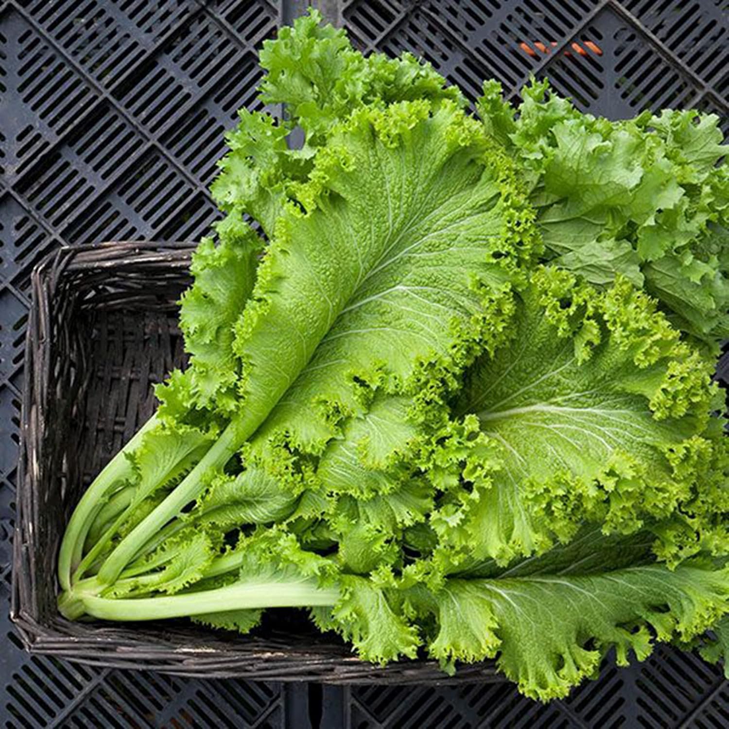 QAUZUY GARDEN 2100 semillas de mostaza china (mostaza de hoja) sabrosas semillas de verduras orgánicas sin OMG para plantar el jardín del hogar de