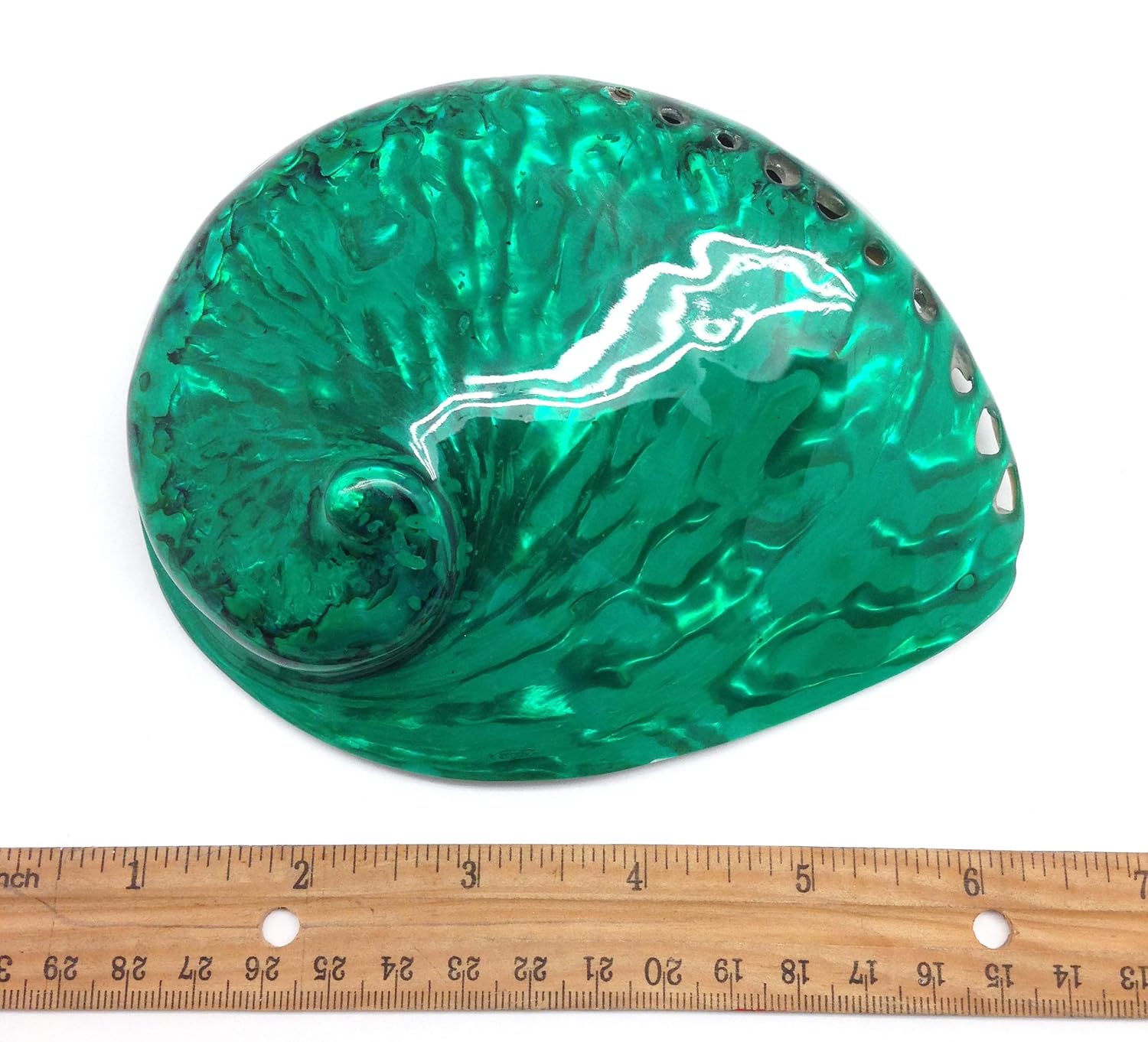 PEPPERLONELY 1 unidad de conchas marinas de abulón Midas verde esmeralda brillante pulidas para decoración y exhibición del hogar, 5 pulgadas  6