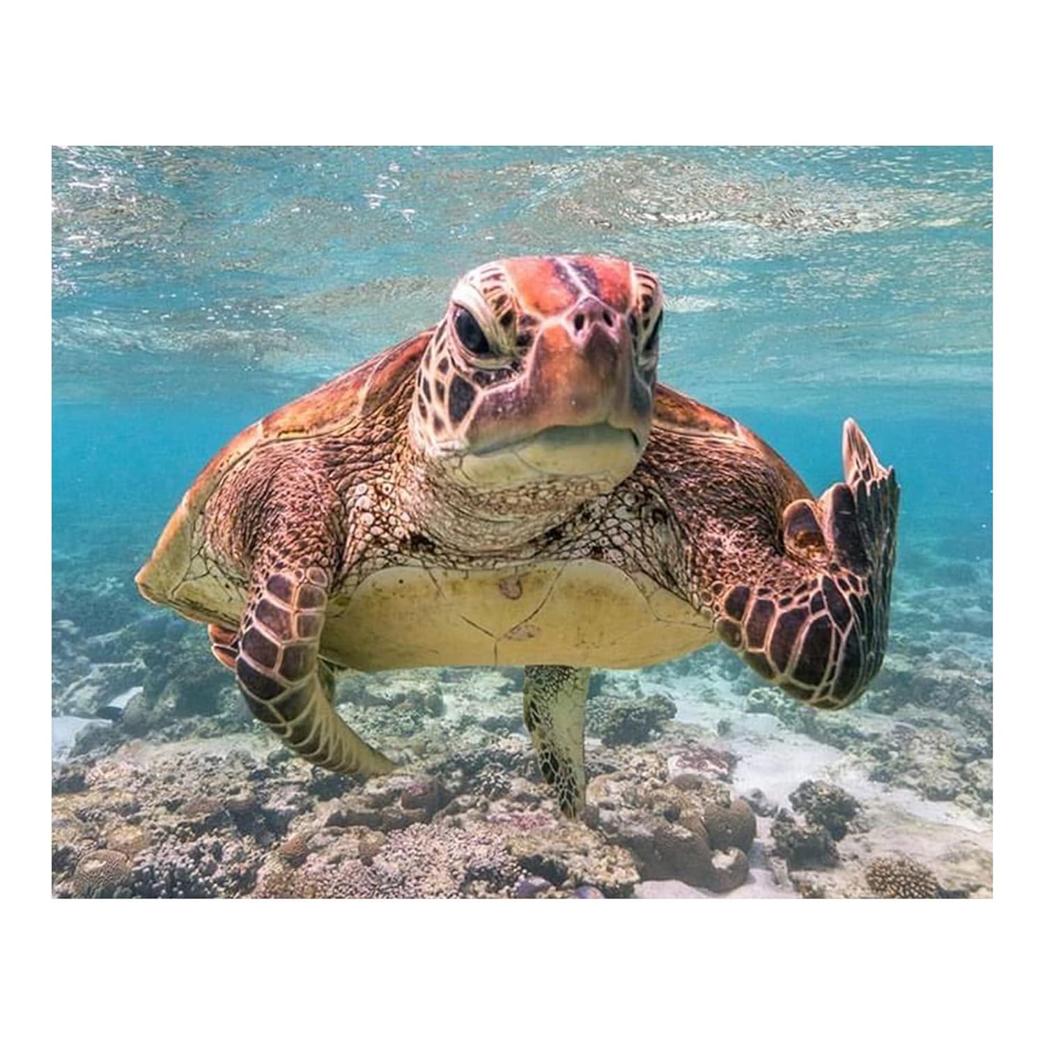 Sea Turtle Swimming In Ocean – Sea Turtle Wall Print, Coastal And Nautical Theme Wall Decor Print Is Ideal For Home Decor, Lake House Decor, Office