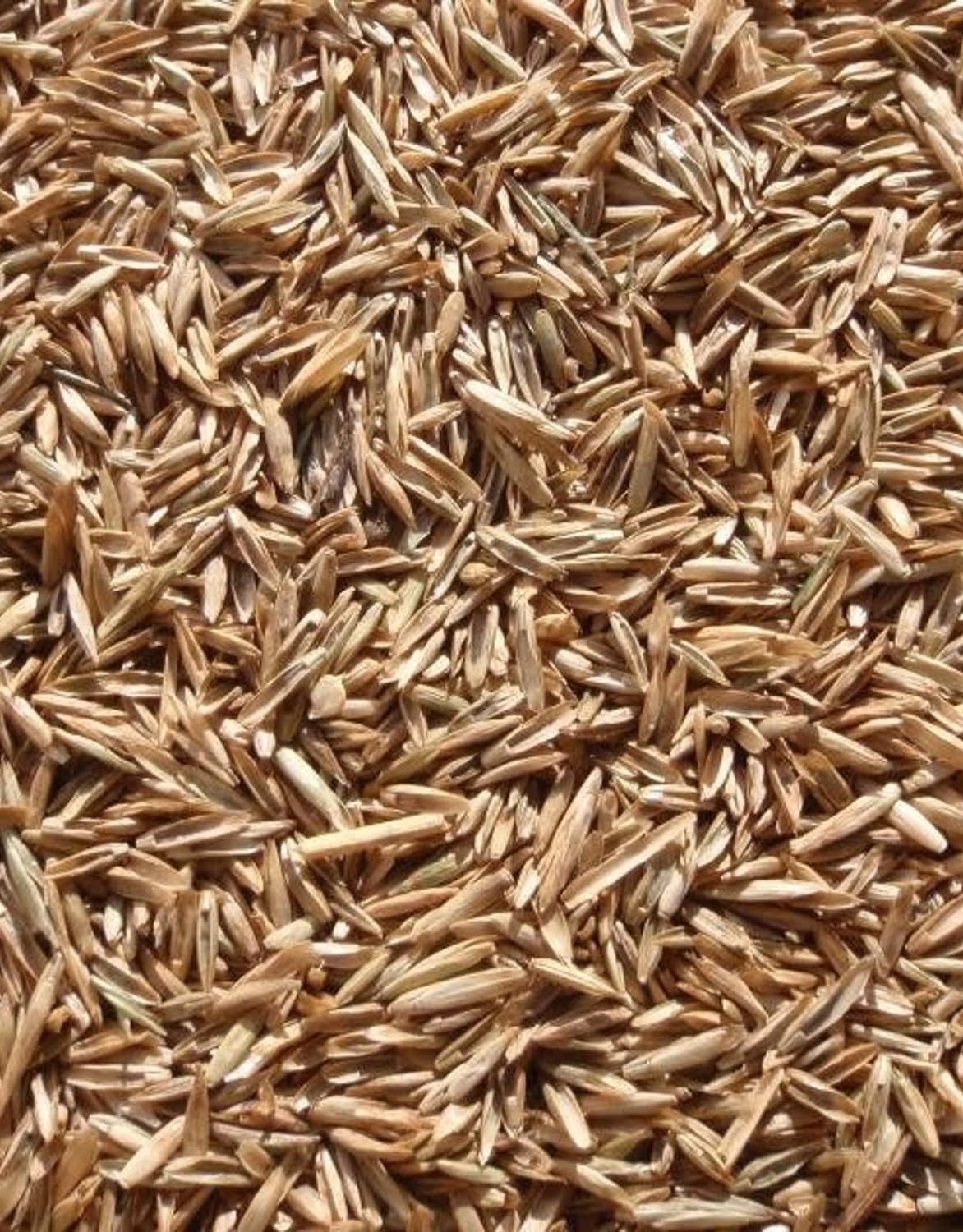 Semillas de riegrass perenne para plantar, semillas de centeno de alta calidad (1 libra)