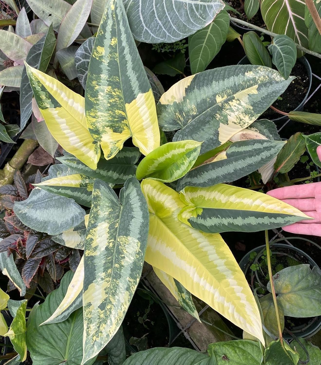 Fibra de helecho arbóreo de Nueva Zelanda de primera calidad (sin escombros), medio de cultivo y sustrato de reptil, natural, orgánico, de larga