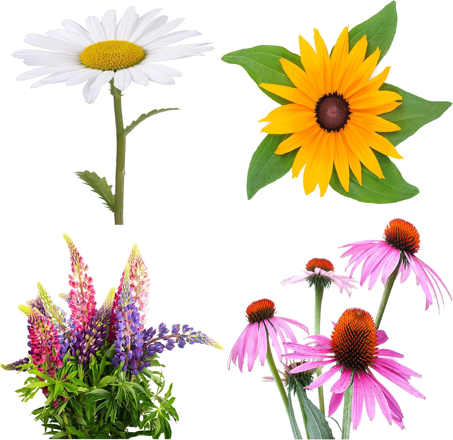 Colección de semillas de flores perennes, 1500 semillas, 4 variedades tradicionales sin OMG, margarita Shasta, Susan de ojos negros, altramuz, flor