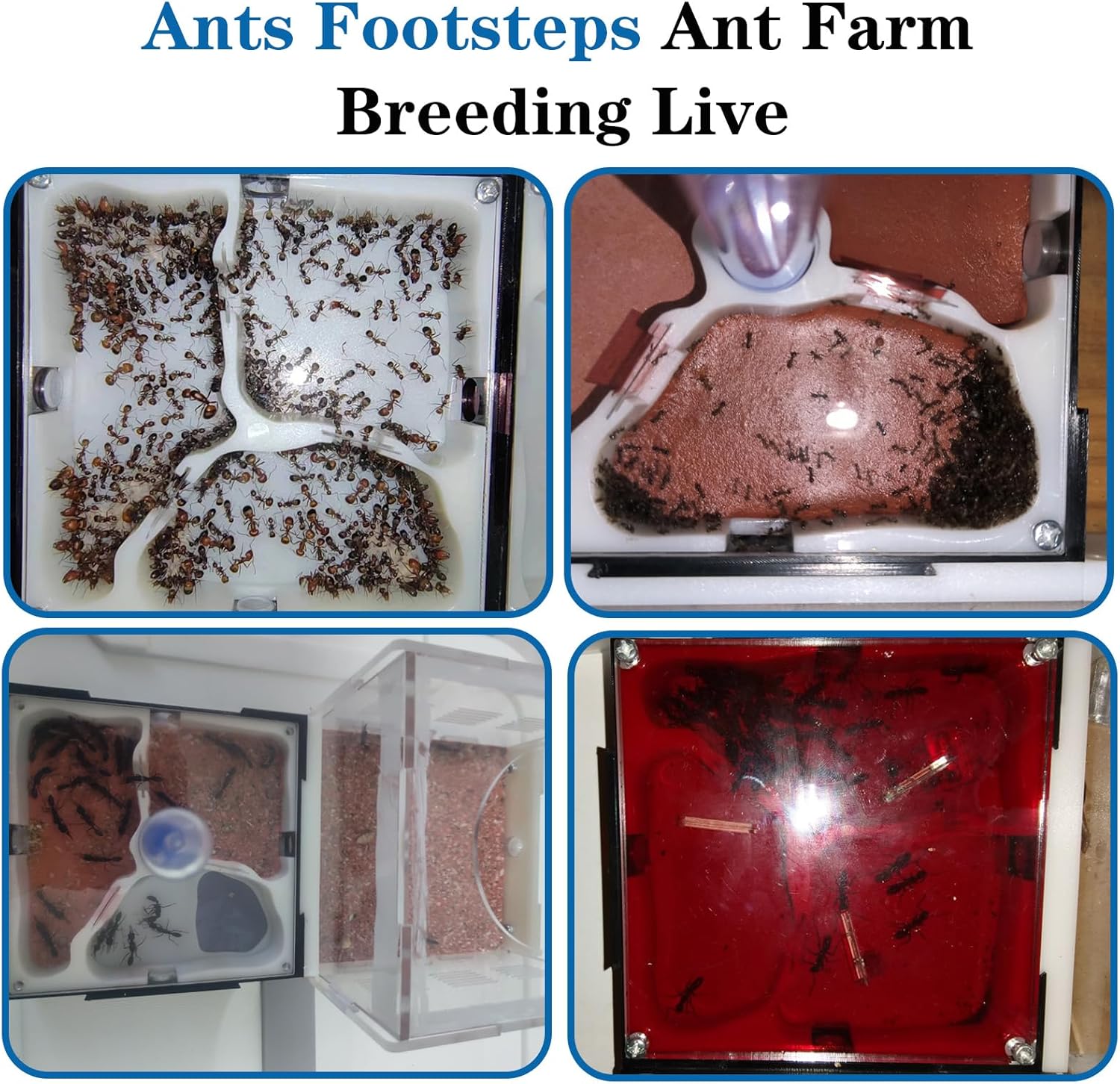 Ant Farm Nest Science Kit de terrario DIY Cuidado para hormigas vivas Hábitat de hormigas con torre de agua para criar habitación y observación