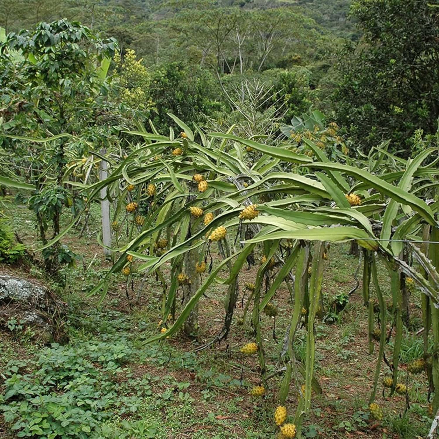 CHUXAY GARDEN Semilla de fruta del dragón amarillo 50 semillas de color raro Pitaya Fruit Heirloom Dulce Jugoso Frutas Ricas en Vitaminas
