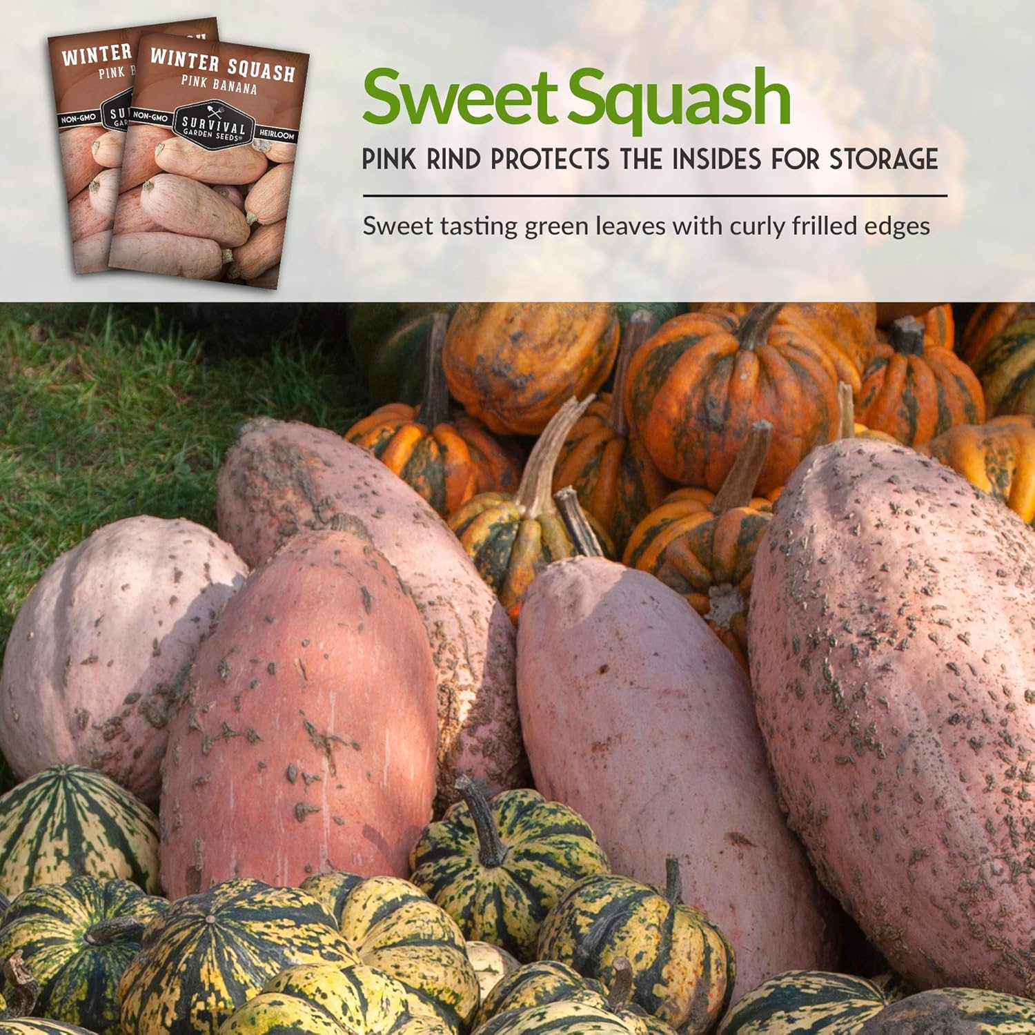 Survival Garden Seeds – Semilla de calabaza de invierno de plátano rosa para plantar – 3 paquetes con instrucciones para cultivar verduras de