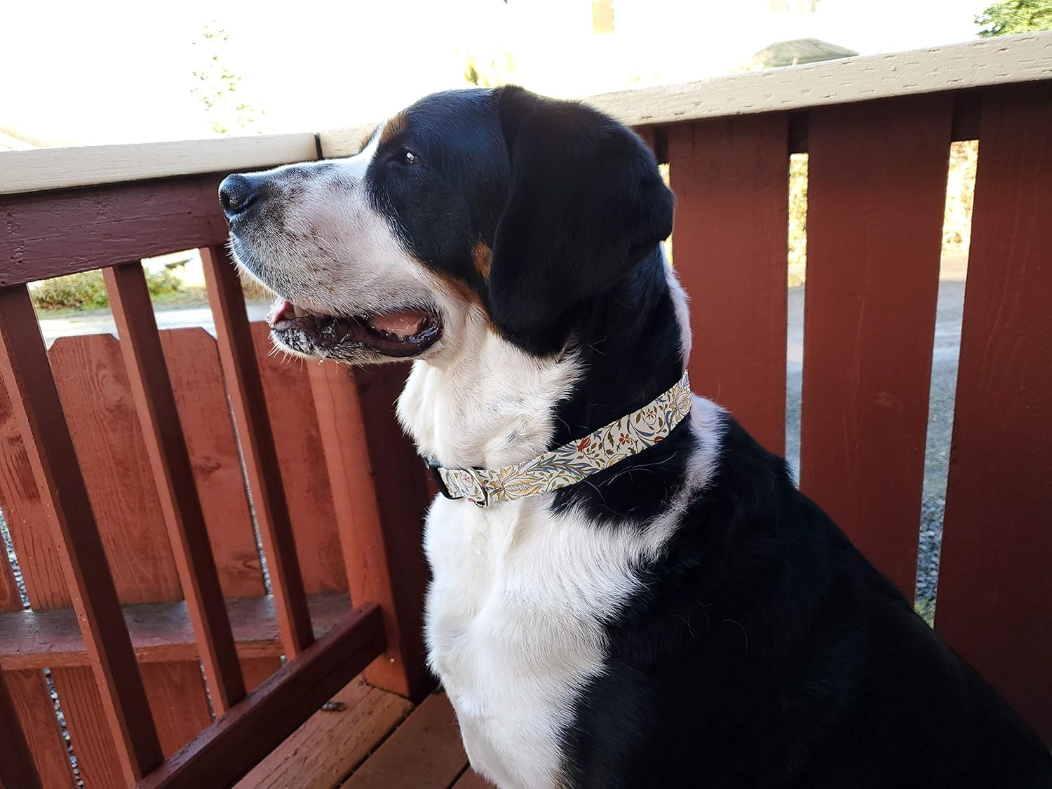 Buttonsmith – Collar artístico para perro, impresión a prueba de decoloración, hebilla de grado militar, fabricado en los Estados Unidos, Morris