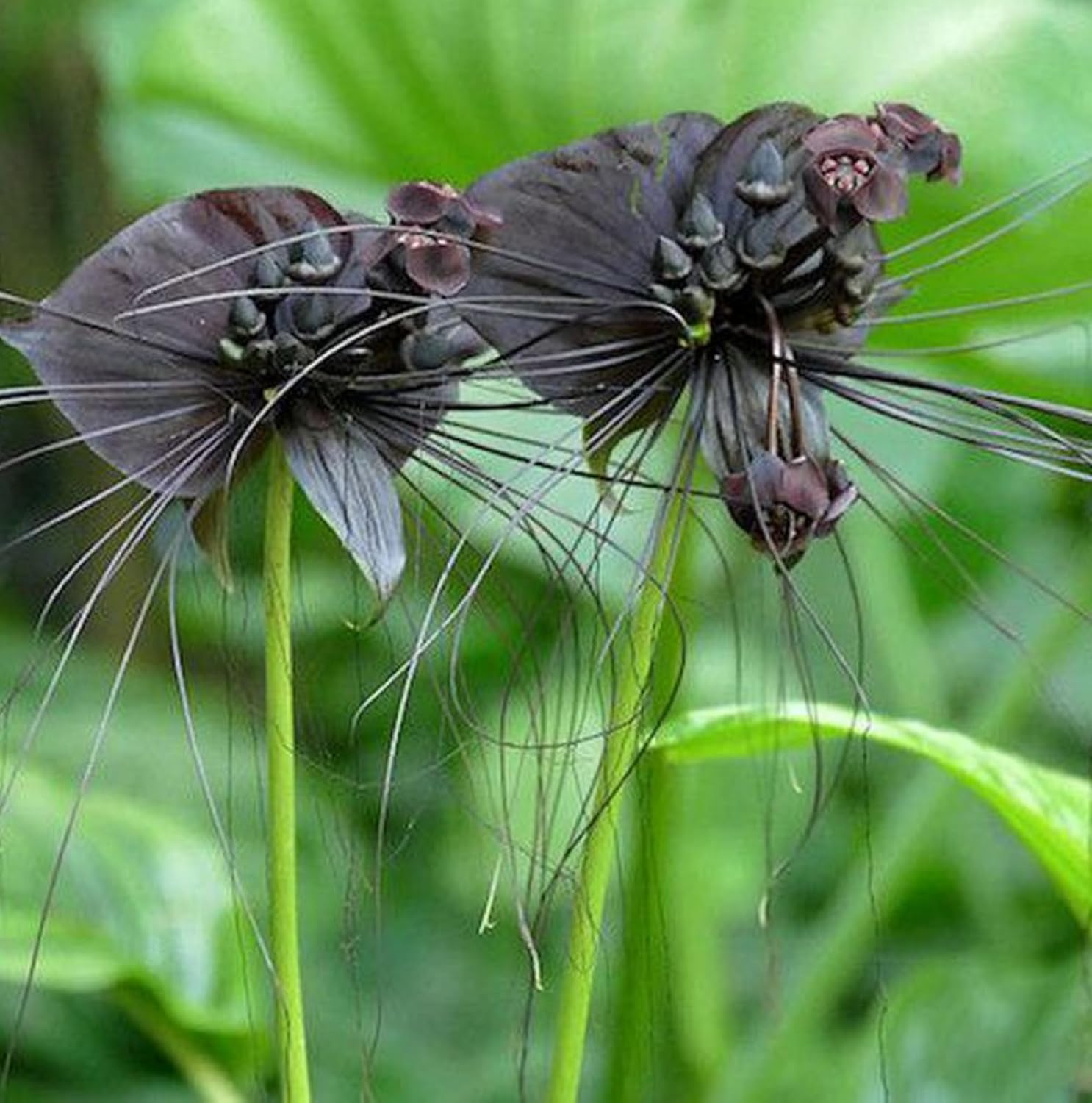CHUXAY GARDEN Semilla de murciélago negro, 5 semillas, flor del diablo, planta ornamental, atrae mariposas y abejas, encanto exótico, extremadamente