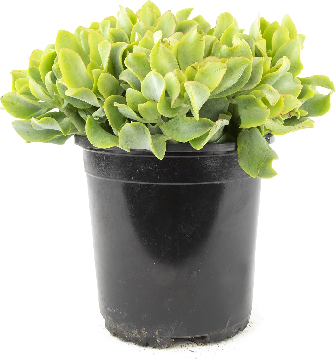 Plantas suculentas reales para interiores aptas para tener con mascotas jade crassula ondulada