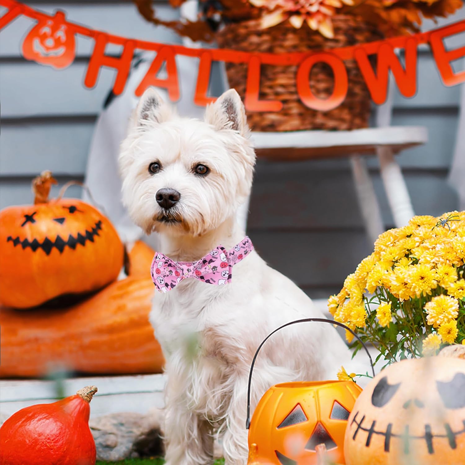 DAIHAQIKO Collar de perro de Halloween, collar de perro de otoño, collar de perro de calabaza con lazo, collar de perro mediano para niñas, collar