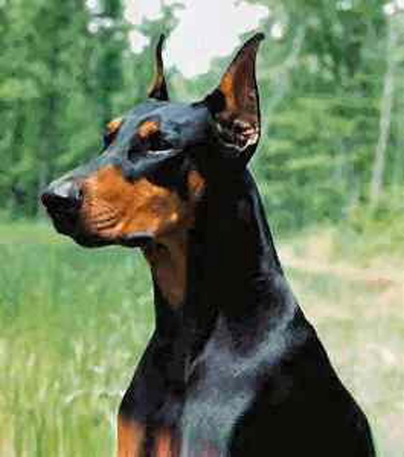 Dean and Tyler DT Freedom Bozal de Invierno, Tamaño N 5 – Doberman