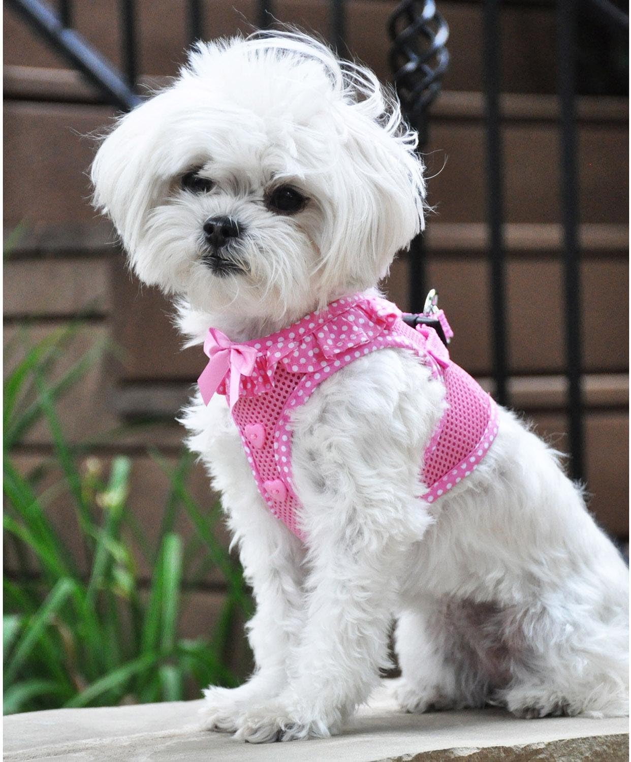 DOGGIE DESIGN American River Arnés para perro sin estrangulamiento (XS, lunares rosados)