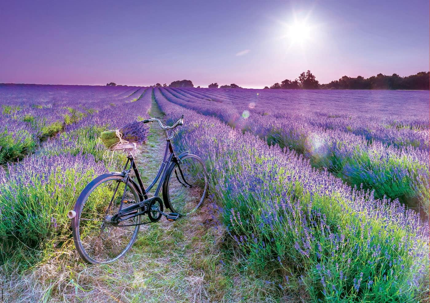 Educa – Bicicleta en un campo de lavanda – Rompecabezas de 1000 piezas – Pegamento para rompecabezas incluido – La imagen completa mide 26.8 x 18.9