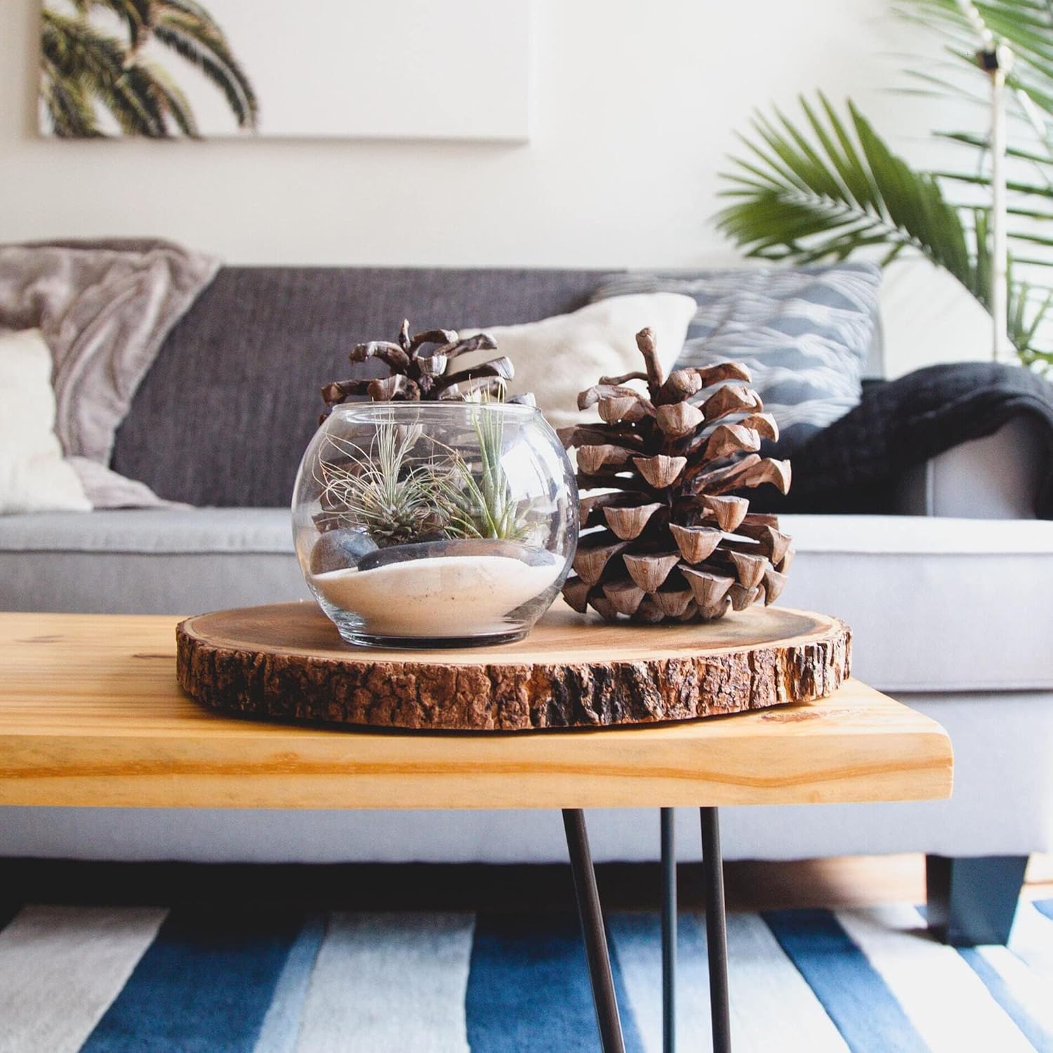 Shop Suculents – Plantas seleccionadas a mano, variedad de especies, plantas de interior tropicales para decoración del hogar y terrarios