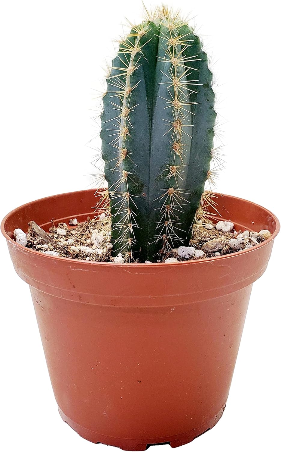 Planta de cactus Pilosocereus pachycladus