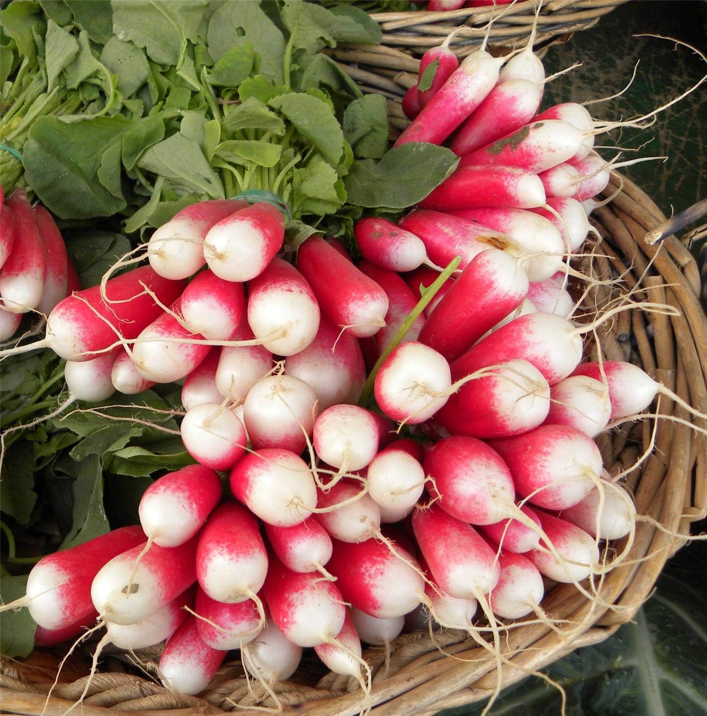 Semillas de Rábano Francés Vegetal 18 Días Temprano Rojo Heirloom – 300 Semillas