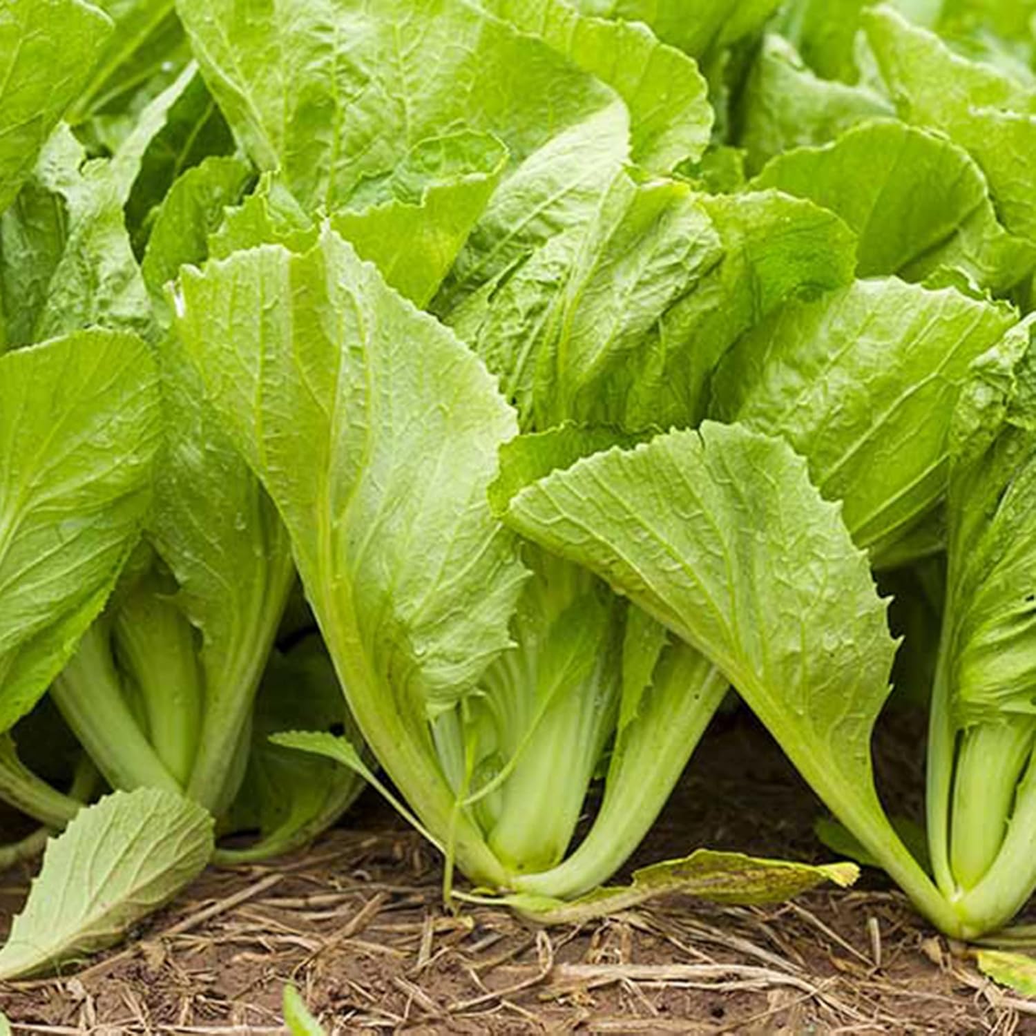 QAUZUY GARDEN 2100 semillas de mostaza china (mostaza de hoja) sabrosas semillas de verduras orgánicas sin OMG para plantar el jardín del hogar de