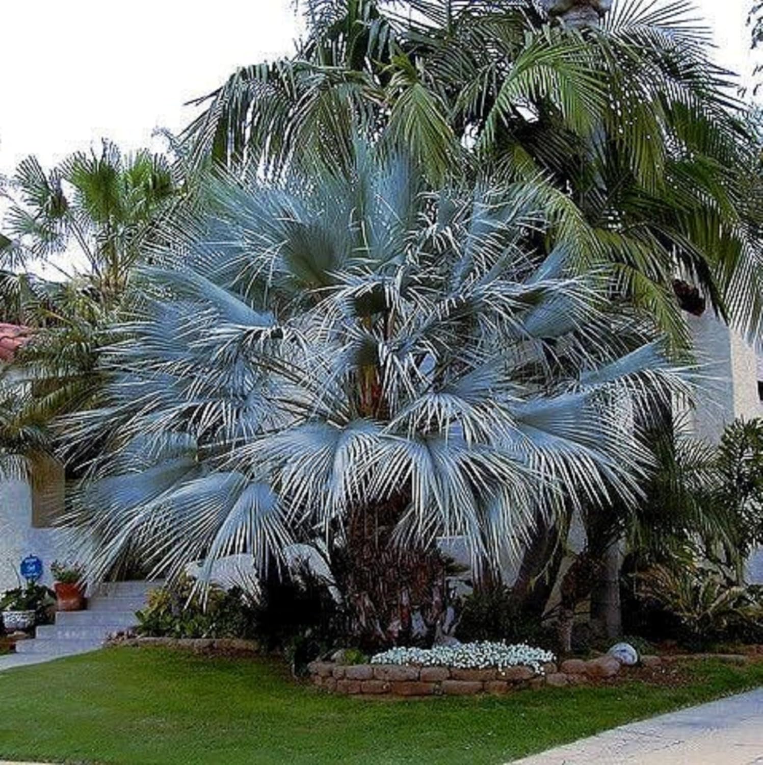 CHUXAY GARDEN Semilla de palmera de abanico azul mexicano Hesper 10 semillas Brahea Armata Árbol de hoja perenne llamativa Planta de paisajismo Gran