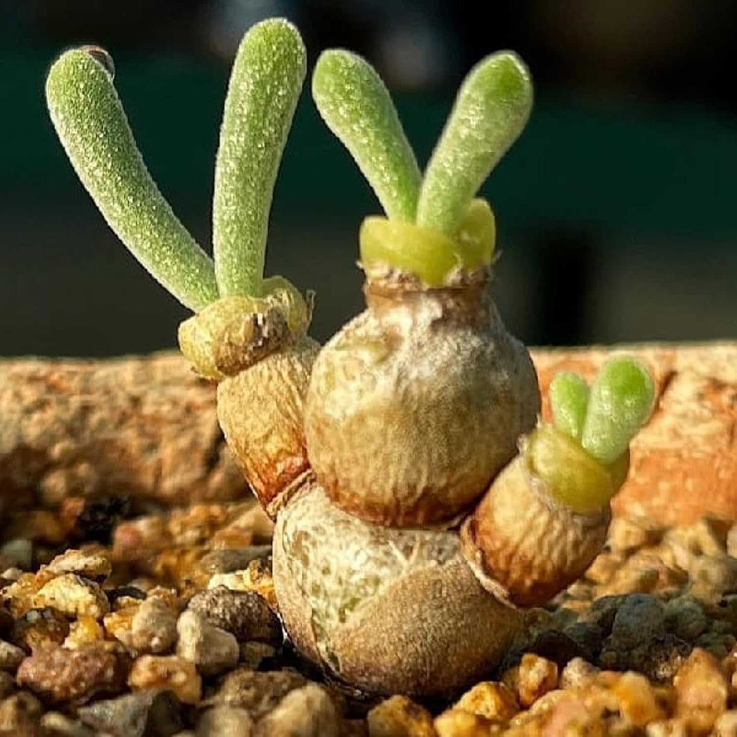 CHUXAY GARDEN Monilaria Obconica Semillas 70 Semillas Conejito Suculenta Forma Rara Contenedor Ornamental Gran Bonsái de Escritorio