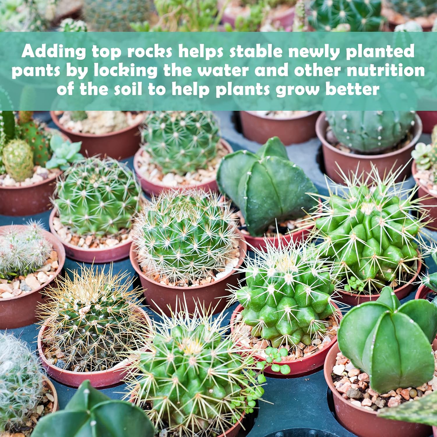 Piedras de 2 libras para plantas, rocas de drenaje para plantas en maceta, terrario suculento bonsái cactus piedras  guijarros de acuario para pecera