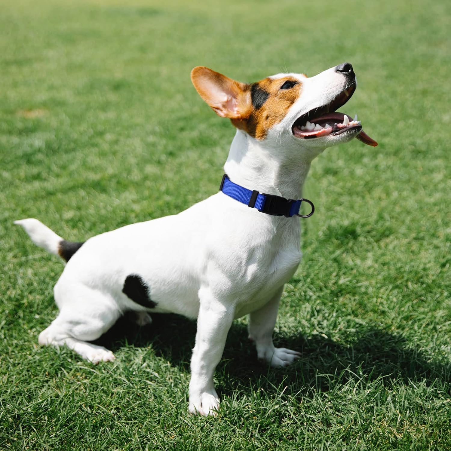 AUDWUD Collar de nailon grueso, collar clásico ajustable para perro en varios colores, adecuado para perros pequeños, medianos y grandes, 4 tamaños