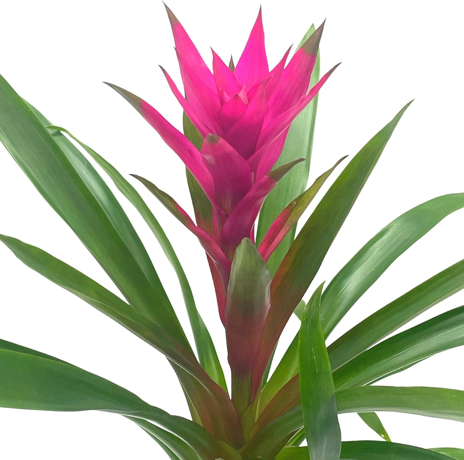 BubbleBlooms Bromelia púrpura en maceta de 4 pulgadas Guzmania monostachia West Indian Tufted Airplant