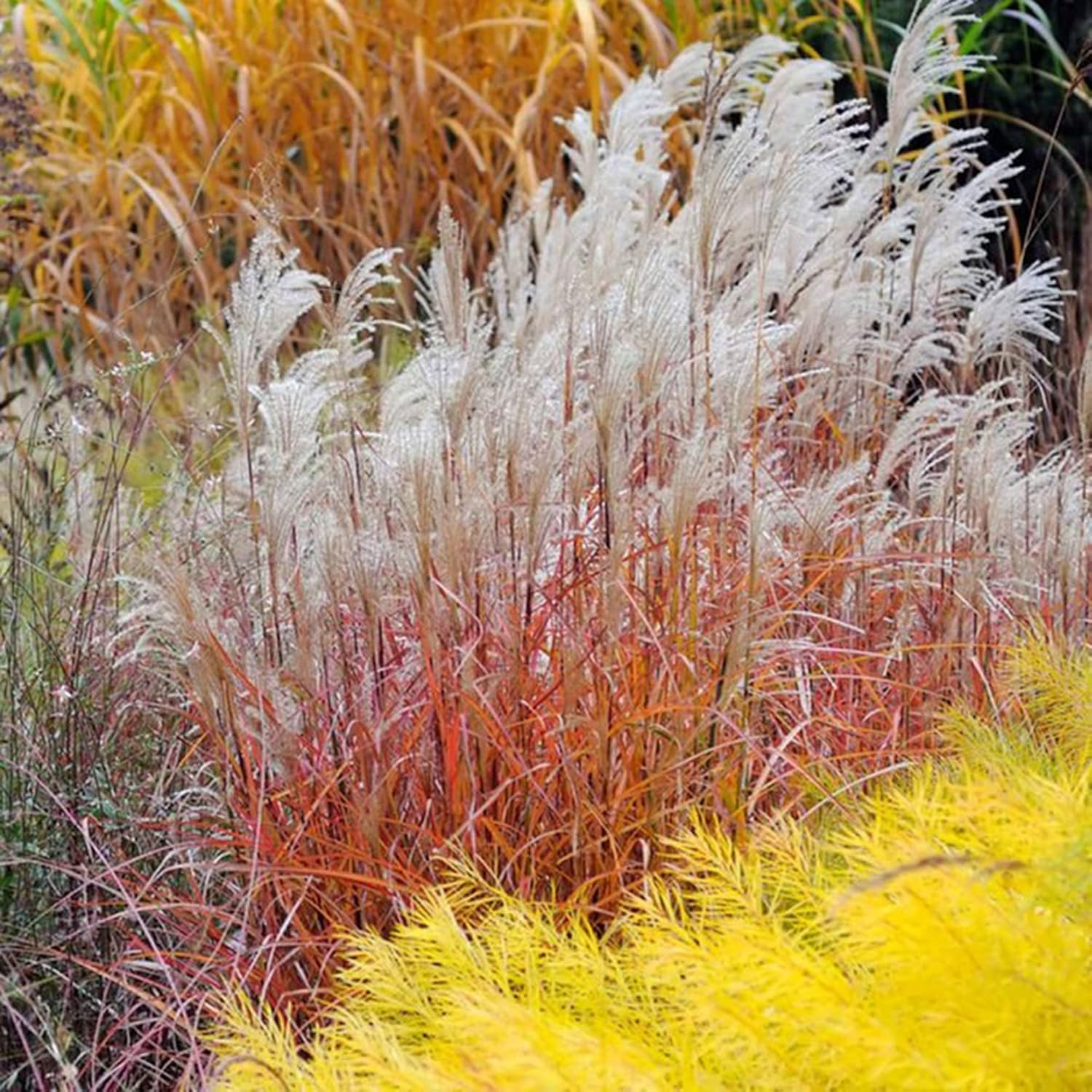 CHUXAY GARDEN Hierba perenne resistente a la llama Jocad Miscanthus Purpurascens Miscanthus Sinensis Hierba ornamental para todas las estaciones,