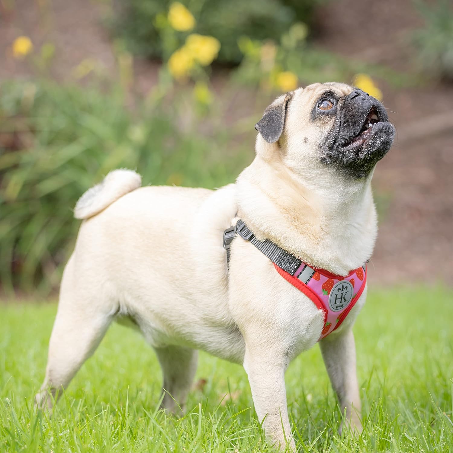 Huxley & Kent Scout LoPro Arnés  Fresa (extra pequeño, 4-8 libras)  Arnés de malla fácil de controlar para perros con tiras reflectantes para