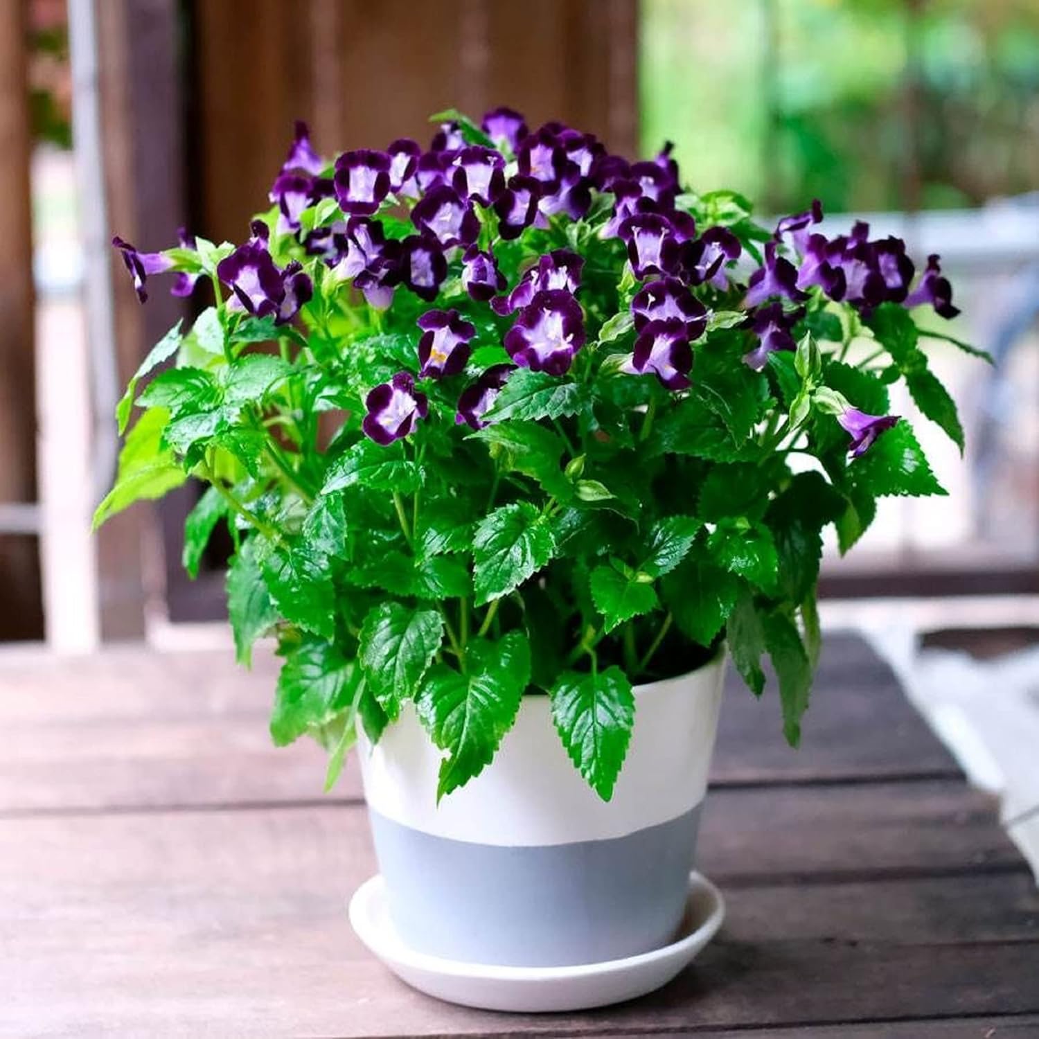 CHUXAY GARDEN Deep Blue Torenia Fournieri, Bluewings, Flor de espina de horquilla 20 semillas Hermosas flores paisaje anual crece en jardín y macetas