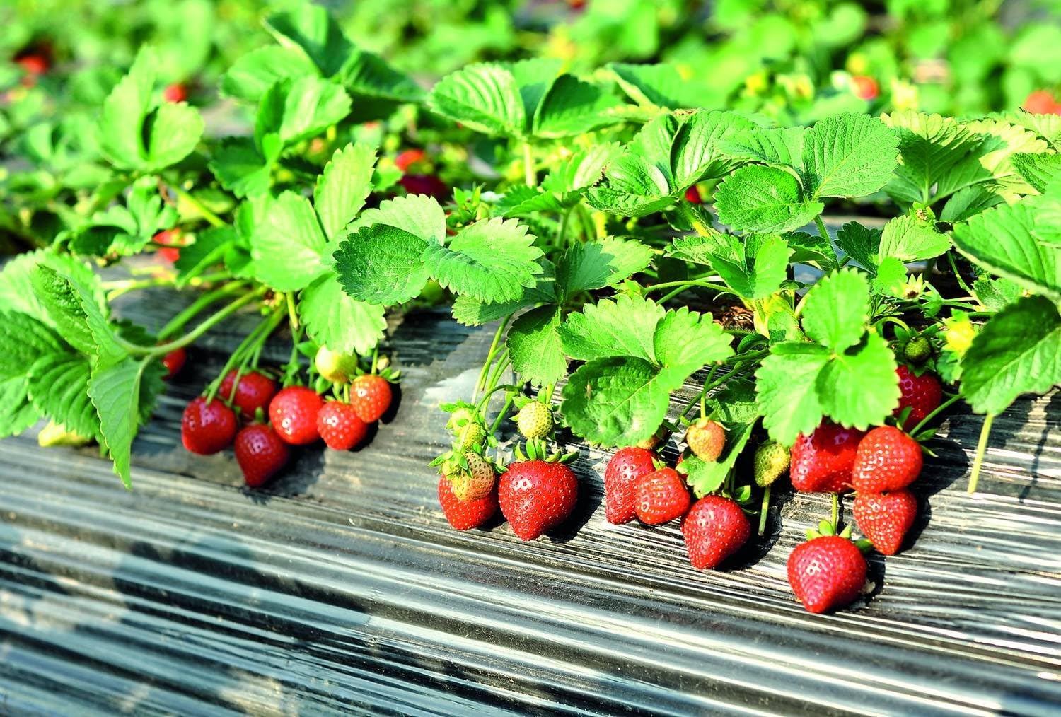 Fruit Alpine Giant Strawberry Regina Red – 100 Semillas