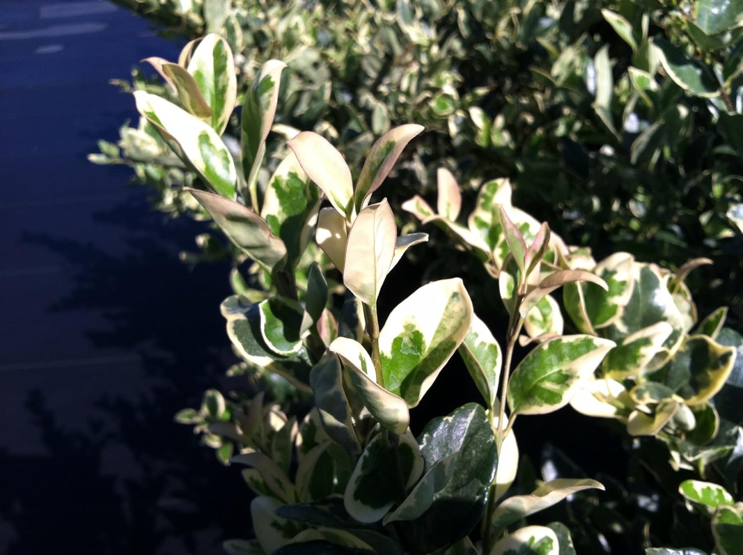 Ligustrum Japonicum Jack Frost – 40 plantas vivas – Consejos abigarrados de cobertura de privacidad de hoja perenne