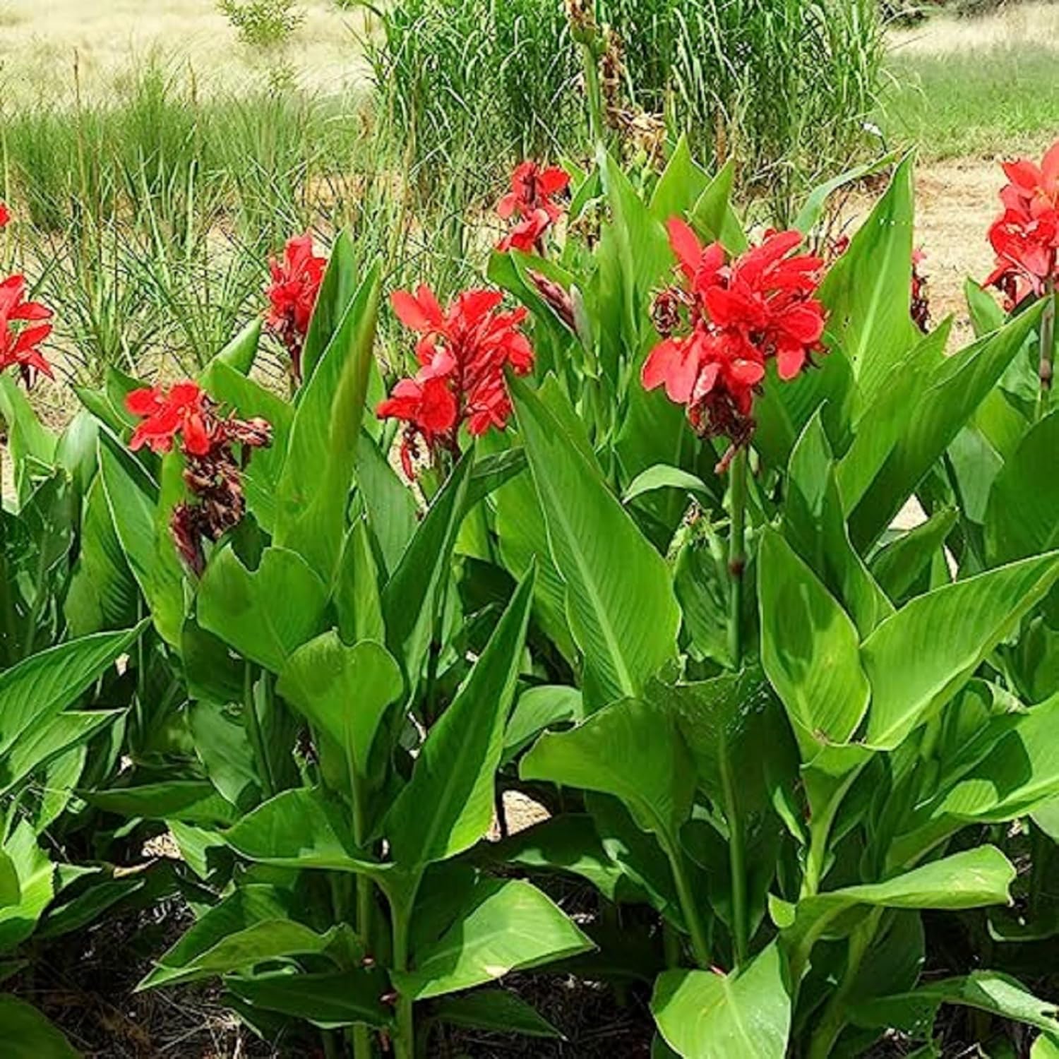 CHUXAY GARDEN Canna Edulis Seed – 15 semillas de arrurruz comestible raíz ornamental planta con flores hace un gran cultivo alimentario