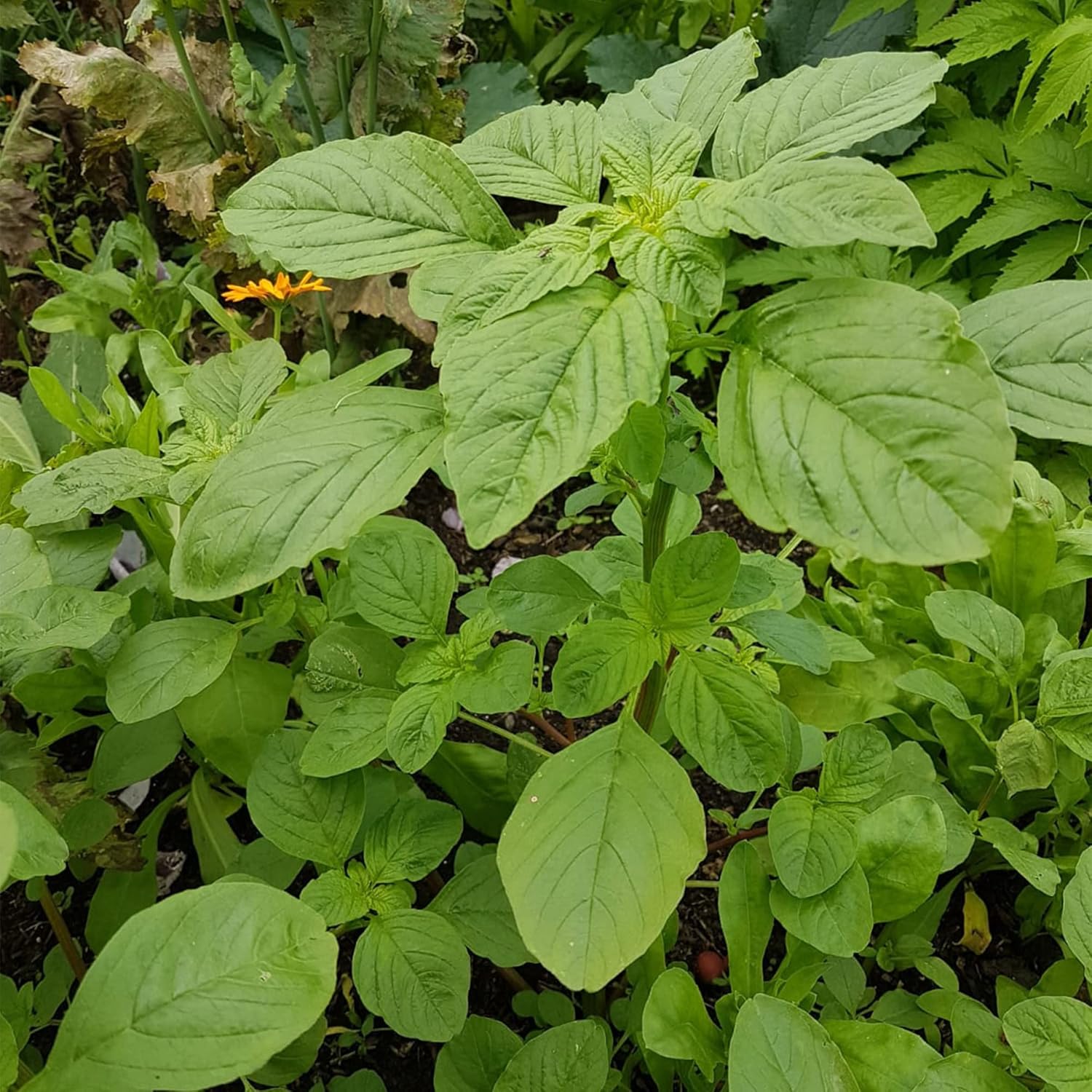 QAUZUY GARDEN 100 semillas de espinaca caribeña de Callaloo (Amaranthus) de primera calidad, semillas vegetales tradicionales sin OMG, nutritivas,