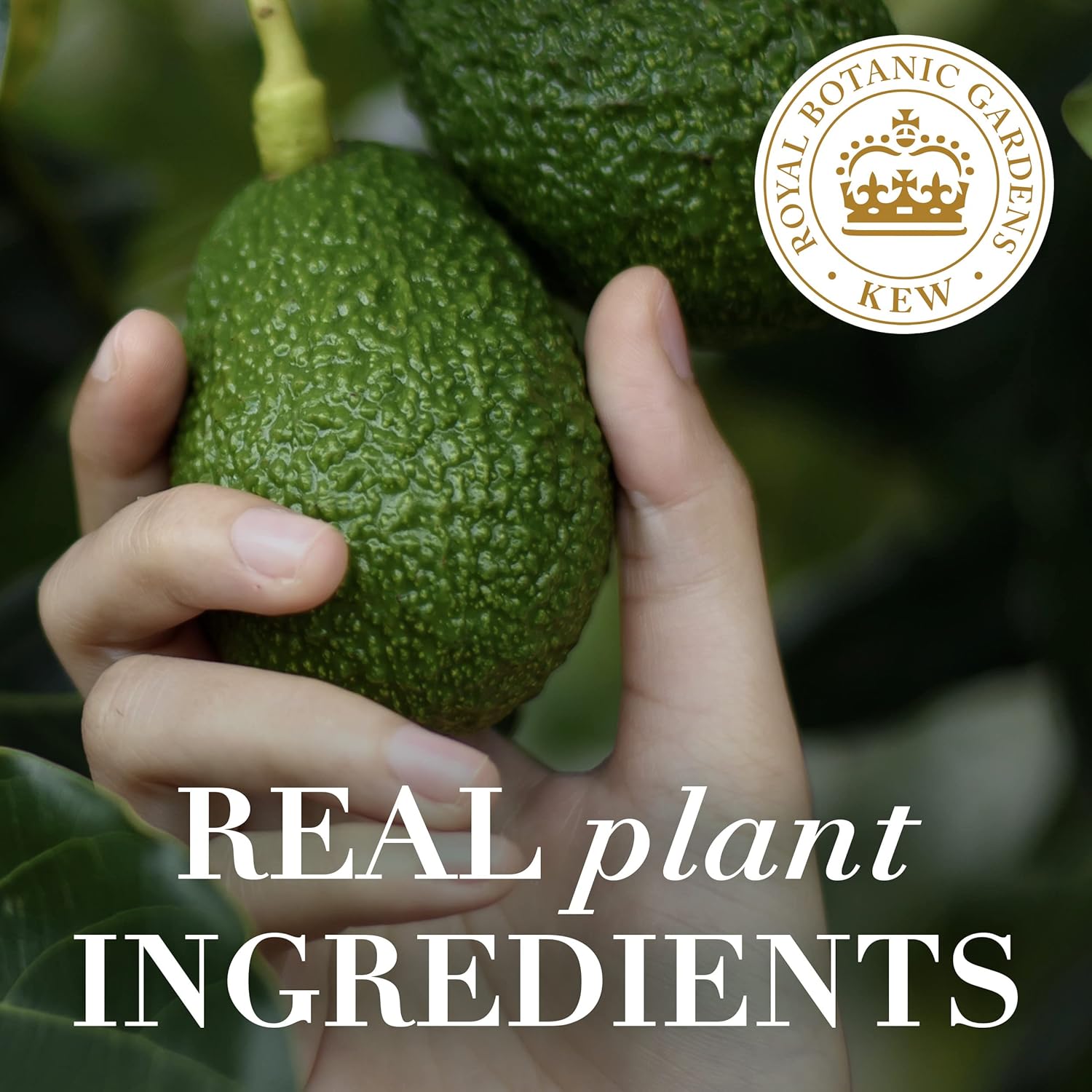 Herbal Essences Champú sin sulfato de aceite de aguacate y argán, 13.5 onzas líquidas (paquete de 2)