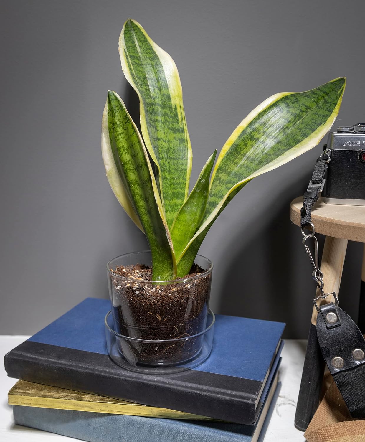 Maceta de cristal transparente con agujeros de drenaje y bandeja, decorativa y moderna para todas las plantas de casa (4 pulgadas)