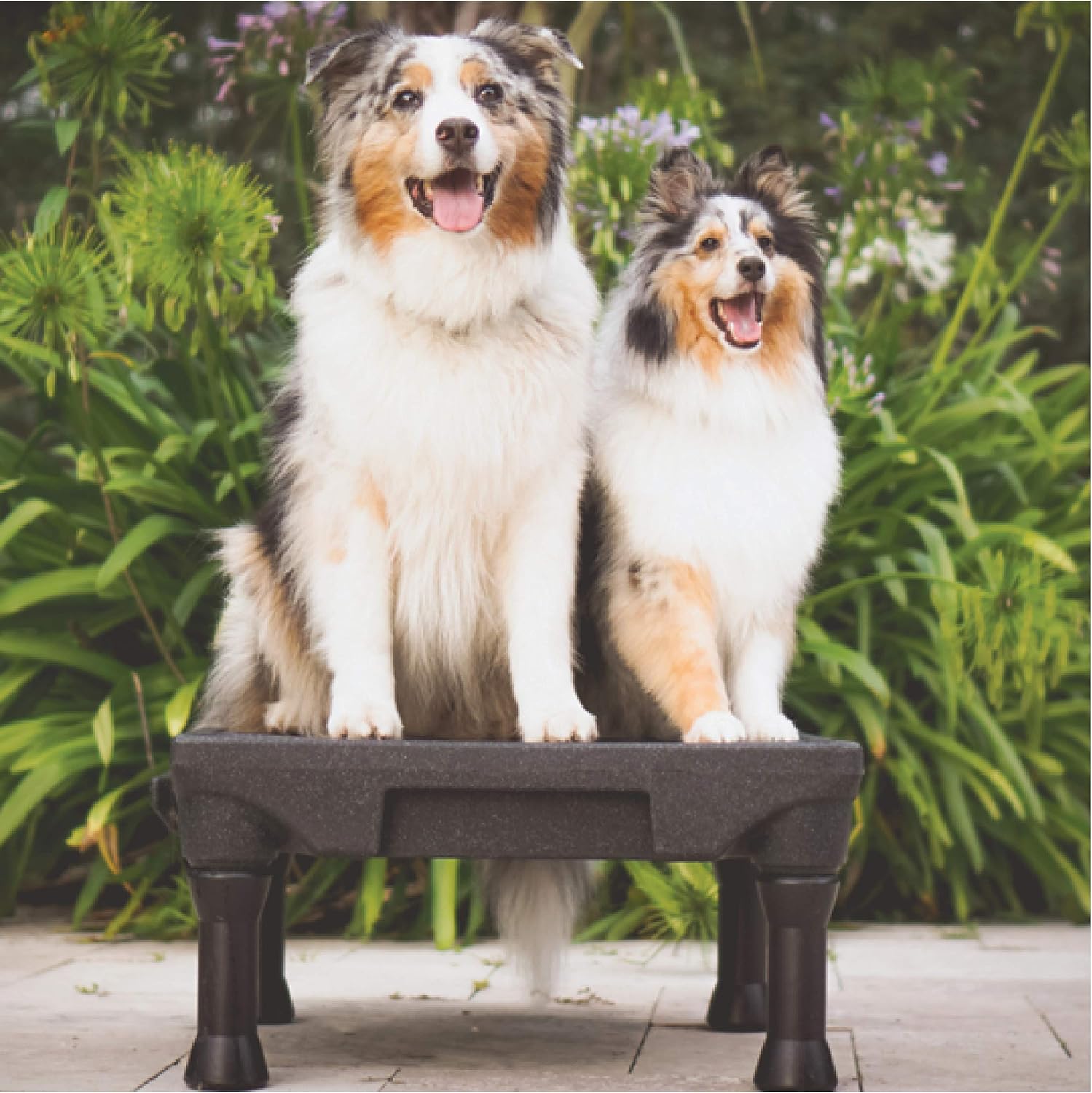 Blue-9 Pet Products KLIMB – Plataforma de entrenamiento para perros y sistema de agilidad, duradero y portátil para uso en interiores o exteriores,